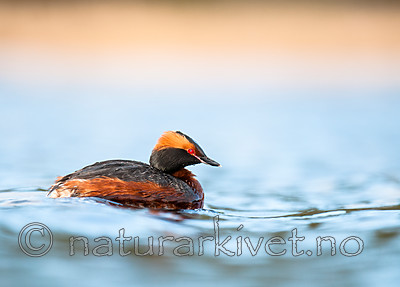 BB 10 0365 / Podiceps auritus / Horndykker
